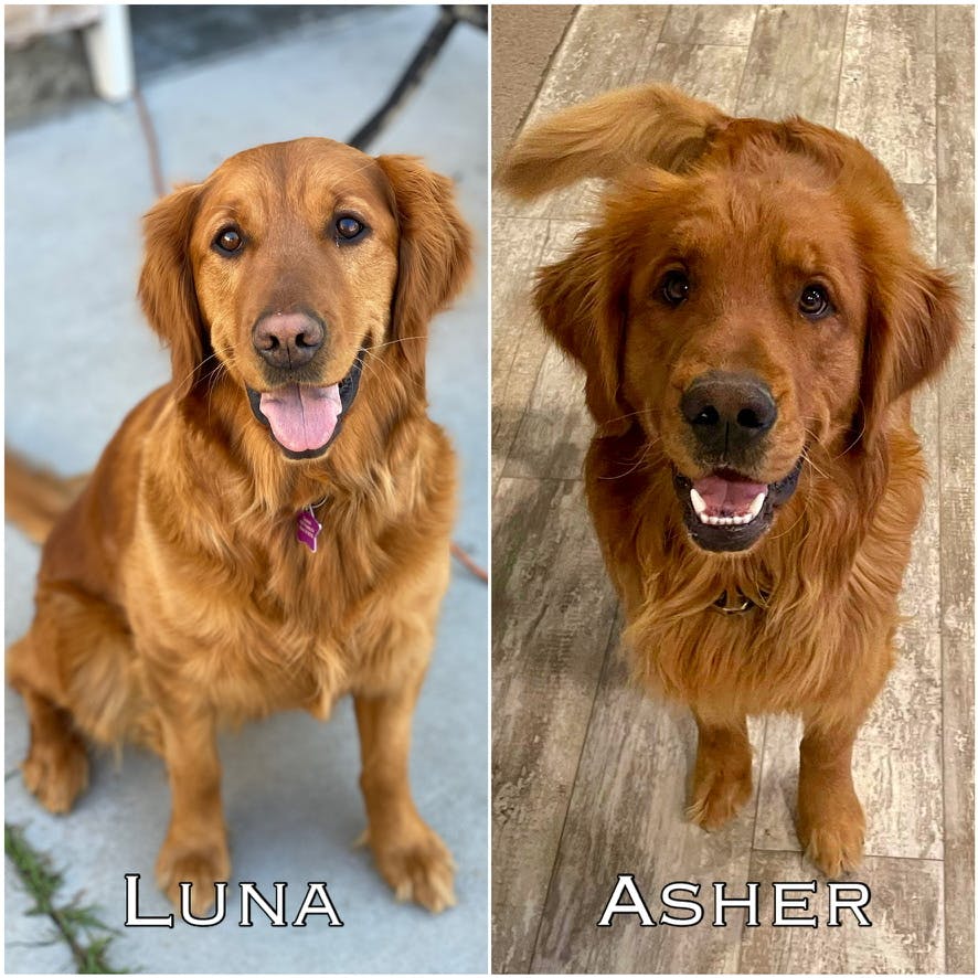 Luna + Asher